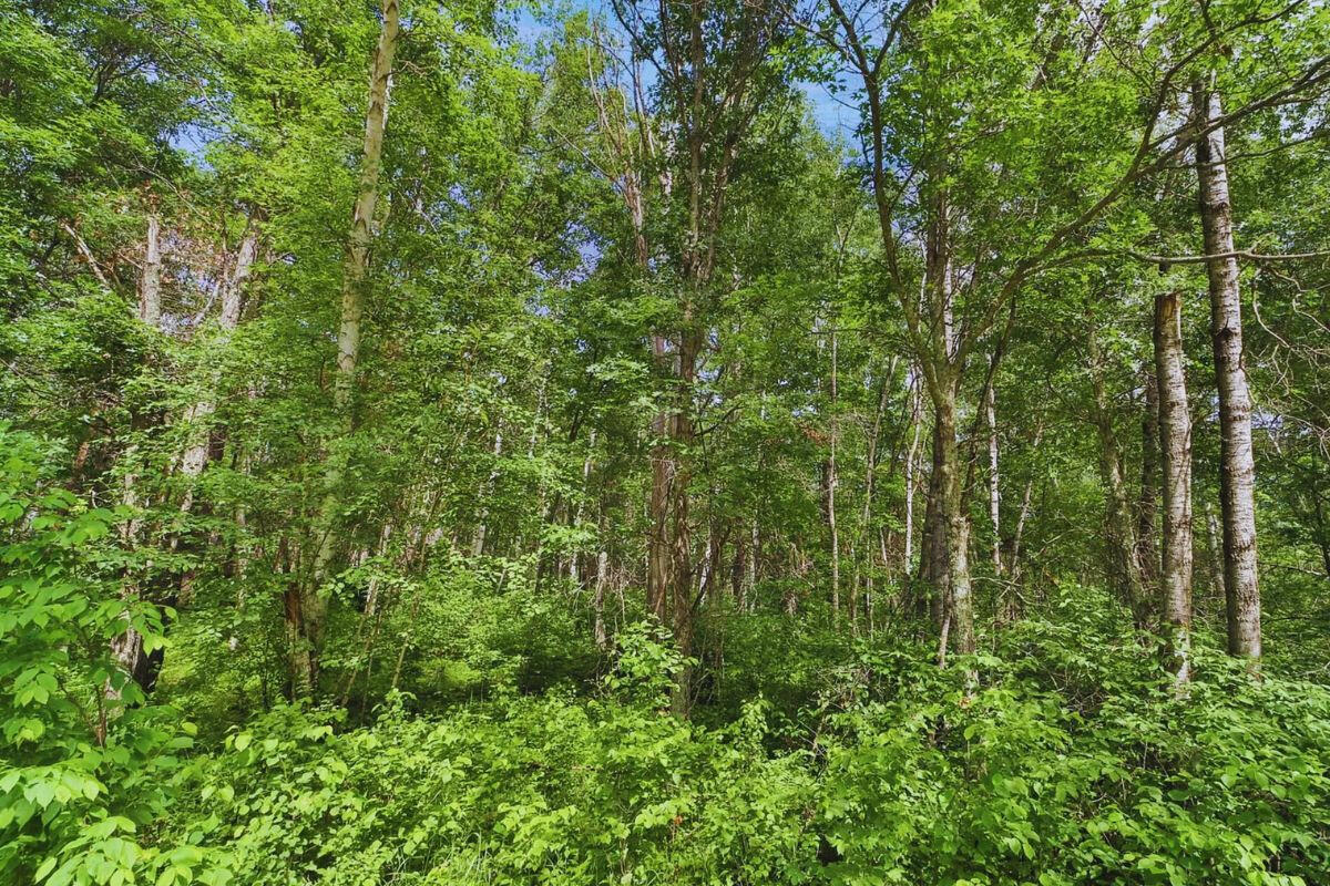 Cul-de-sac - Alpine Cir Breezy Point, MN 56472, USA