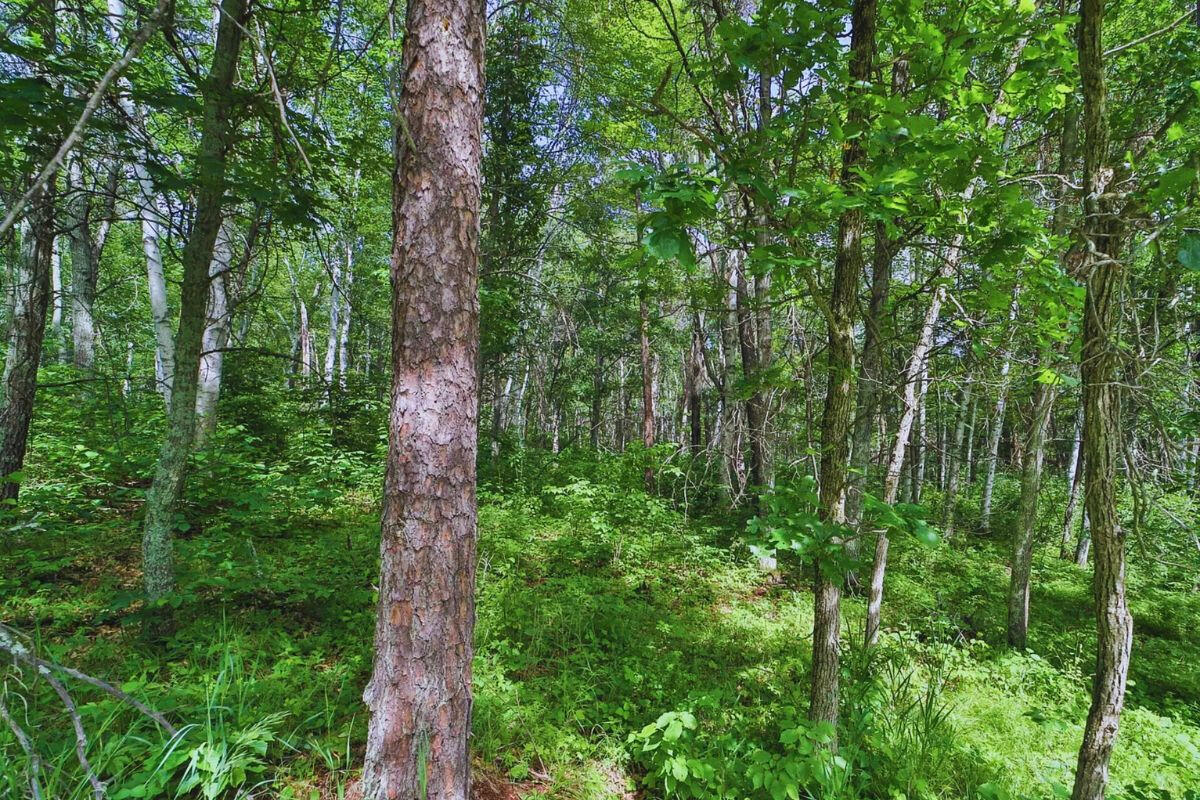 Cul-de-sac - Alpine Cir Breezy Point, MN 56472, USA