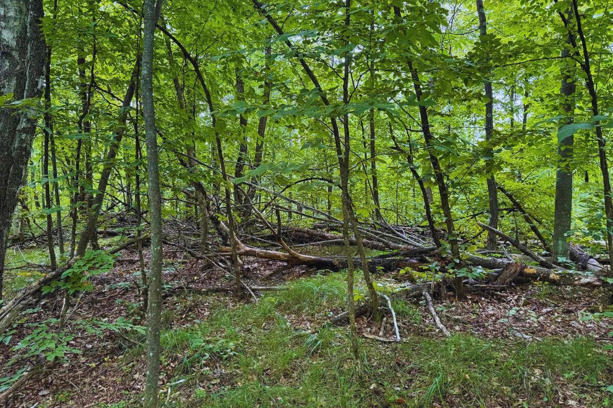 Cul-de-sac - Alpine Cir Breezy Point, MN 56472, USA